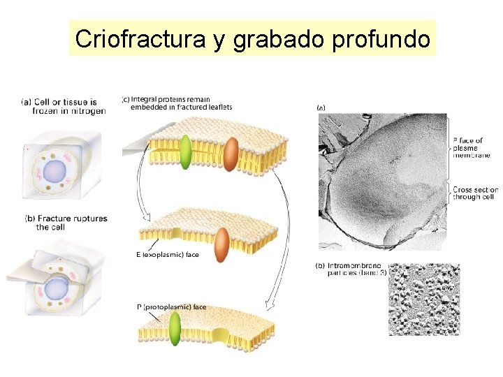 Criofractura y grabado profundo Criofractura y grabado profundo
