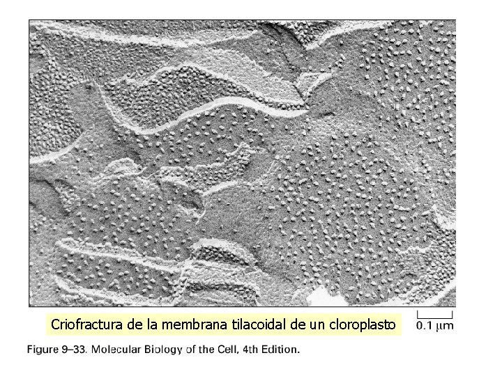 Criofractura de la membrana tilacoidal de un cloroplasto Criofractura de la membrana tilacoidal de un cloroplasto