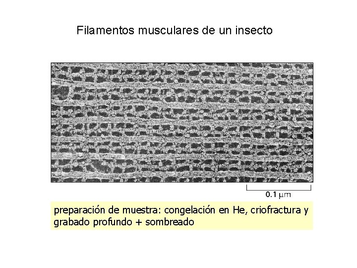 Filamentos musculares de un insecto preparación de muestra: congelación en He, criofractura y grabado Filamentos musculares de un insecto preparación de muestra: congelación en He, criofractura y grabado