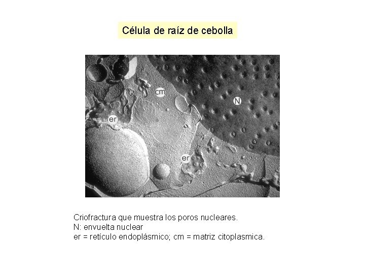 Célula de raíz de cebolla Criofractura que muestra los poros nucleares. N: envuelta nuclear Célula de raíz de cebolla Criofractura que muestra los poros nucleares. N: envuelta nuclear