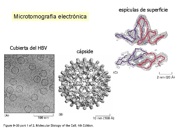 espículas de superficie Microtomografía electrónica Cubierta del HBV cápside espículas de superficie Microtomografía electrónica Cubierta del HBV cápside