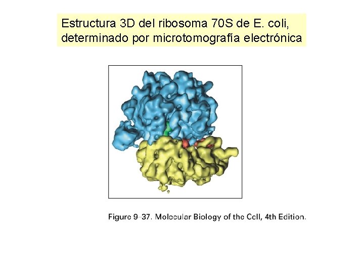 Estructura 3 D del ribosoma 70 S de E. coli, determinado por microtomografía electrónica Estructura 3 D del ribosoma 70 S de E. coli, determinado por microtomografía electrónica