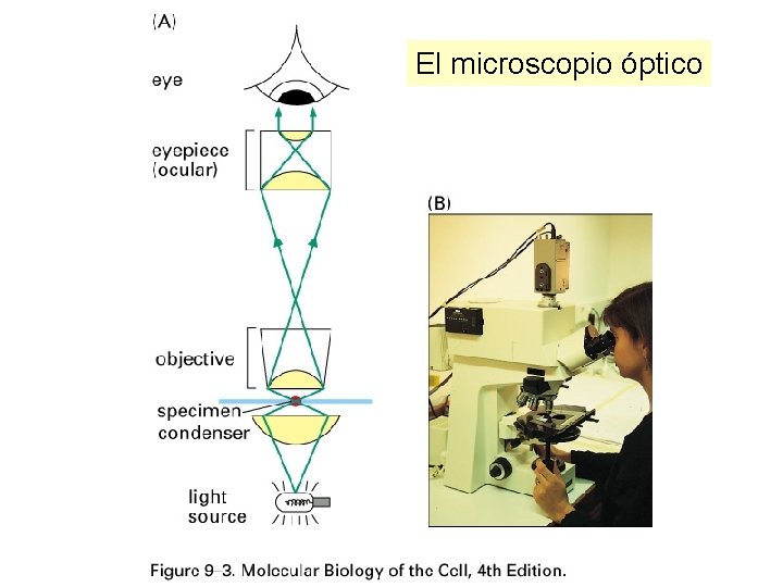 El microscopio óptico El microscopio óptico