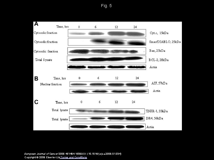 Fig. 5 European Journal of Cancer 2009 451494 -1509 DOI: (10. 1016/j. ejca. 2009.