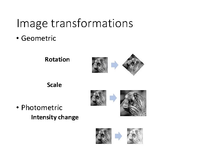 Image transformations • Geometric Rotation Scale • Photometric Intensity change 