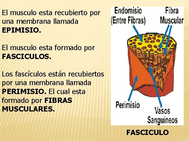 El musculo esta recubierto por una membrana llamada EPIMISIO. El musculo esta formado por