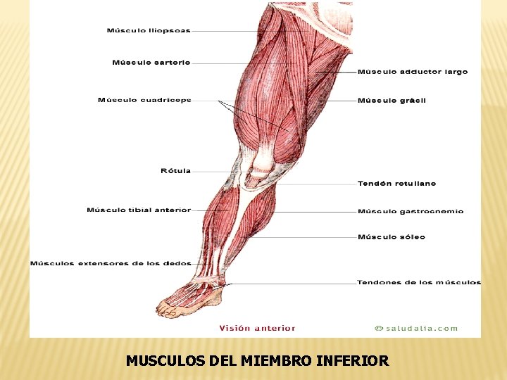 MUSCULOS DEL MIEMBRO INFERIOR 