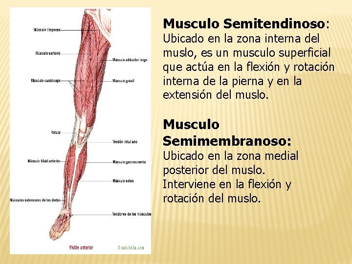 Musculo Semitendinoso: Ubicado en la zona interna del muslo, es un musculo superficial que