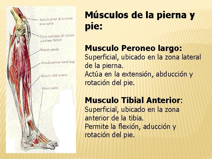 Músculos de la pierna y pie: Musculo Peroneo largo: Superficial, ubicado en la zona