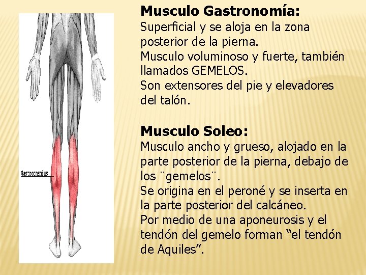 Musculo Gastronomía: Superficial y se aloja en la zona posterior de la pierna. Musculo