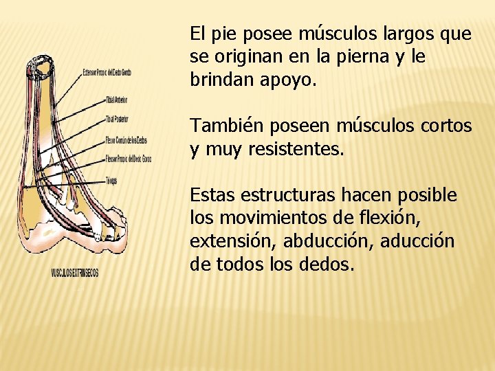 El pie posee músculos largos que se originan en la pierna y le brindan
