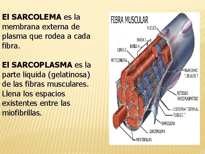 El SARCOLEMA es la membrana externa de plasma que rodea a cada fibra. El