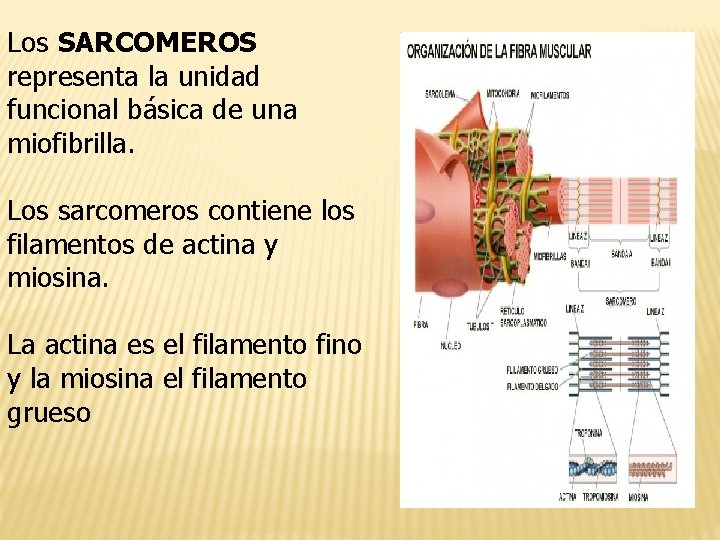 Los SARCOMEROS representa la unidad funcional básica de una miofibrilla. Los sarcomeros contiene los