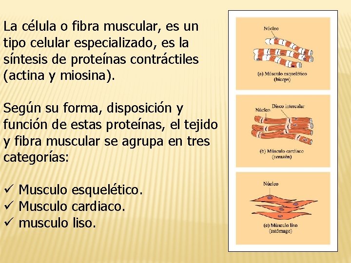 La célula o fibra muscular, es un tipo celular especializado, es la síntesis de