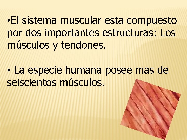  • El sistema muscular esta compuesto por dos importantes estructuras: Los músculos y