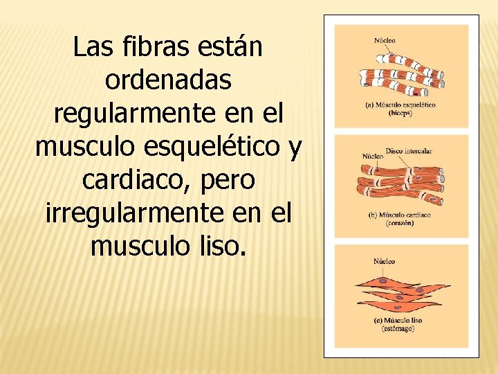 Las fibras están ordenadas regularmente en el musculo esquelético y cardiaco, pero irregularmente en