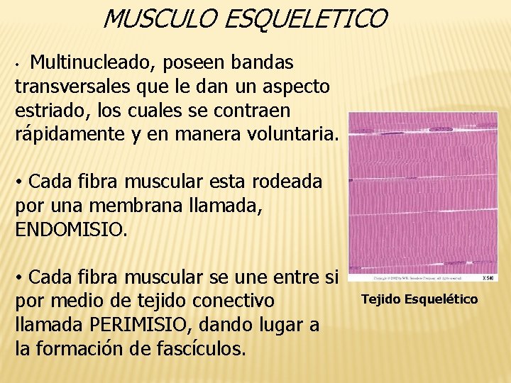 MUSCULO ESQUELETICO Multinucleado, poseen bandas transversales que le dan un aspecto estriado, los cuales