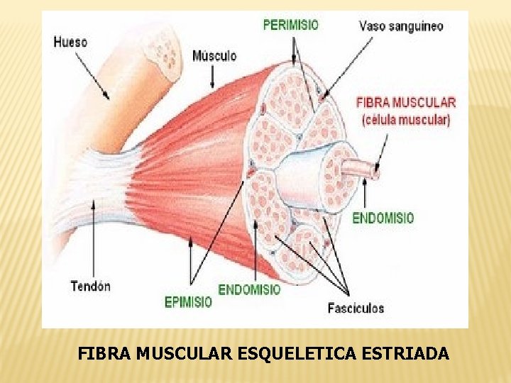 FIBRA MUSCULAR ESQUELETICA ESTRIADA 