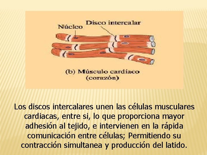 Los discos intercalares unen las células musculares cardiacas, entre si, lo que proporciona mayor