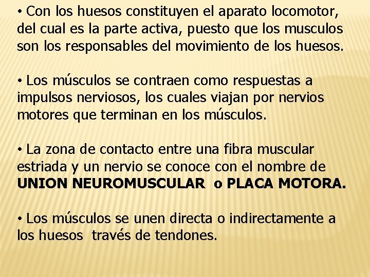  • Con los huesos constituyen el aparato locomotor, del cual es la parte