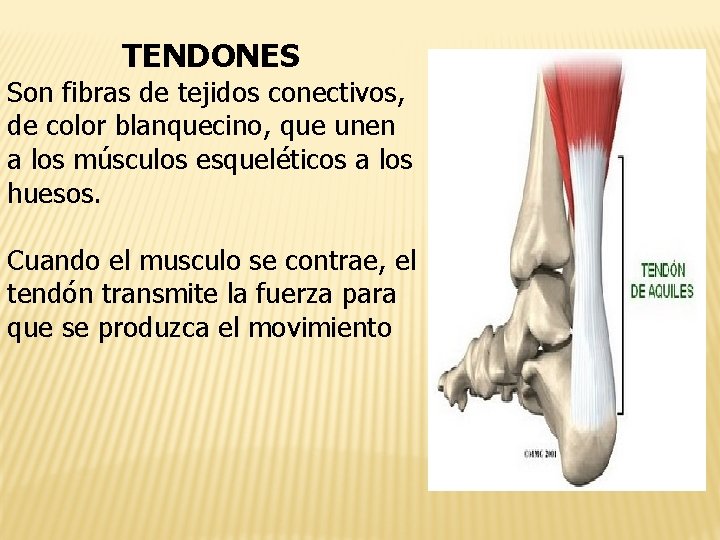 TENDONES Son fibras de tejidos conectivos, de color blanquecino, que unen a los músculos