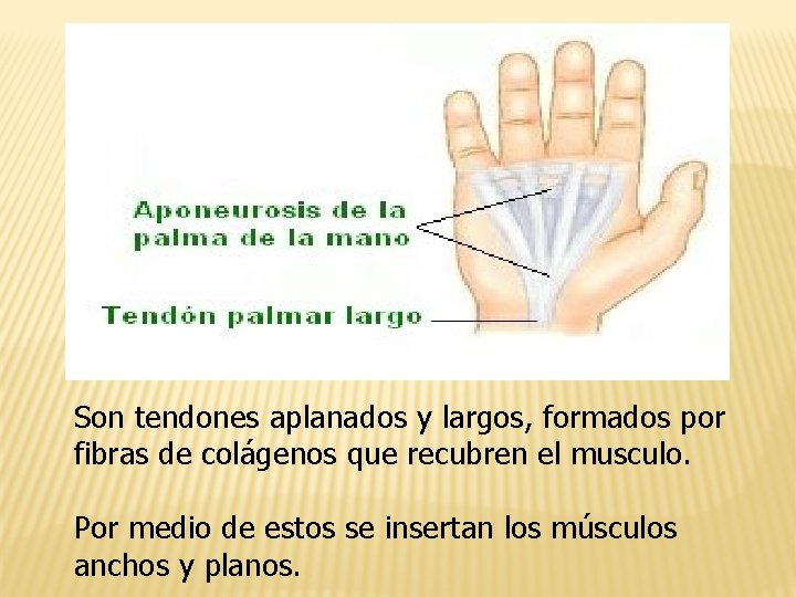 Son tendones aplanados y largos, formados por fibras de colágenos que recubren el musculo.