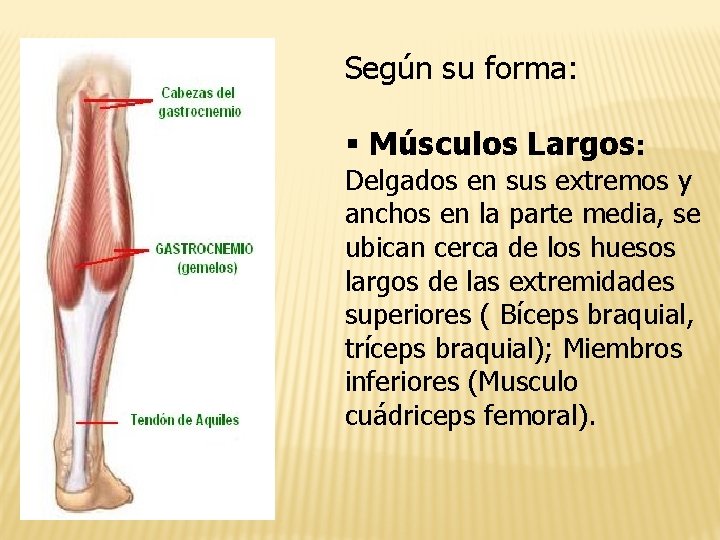 Según su forma: § Músculos Largos: Delgados en sus extremos y anchos en la