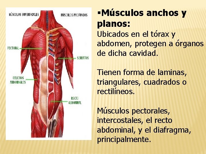 §Músculos anchos y planos: Ubicados en el tórax y abdomen, protegen a órganos de