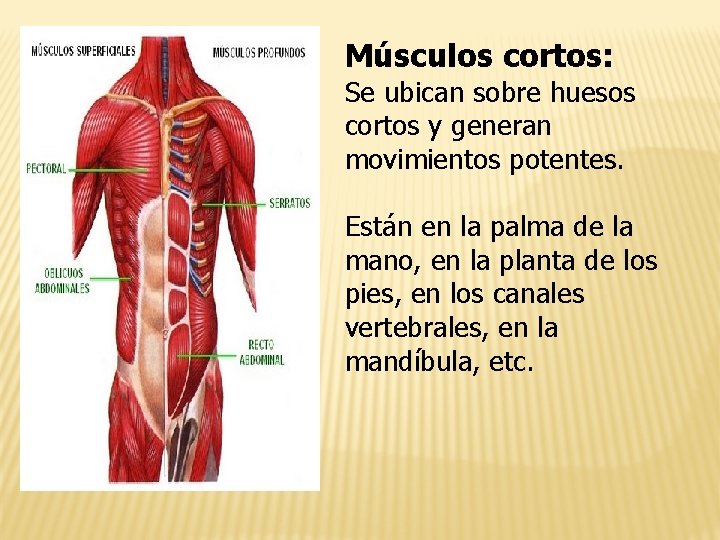 Músculos cortos: Se ubican sobre huesos cortos y generan movimientos potentes. Están en la