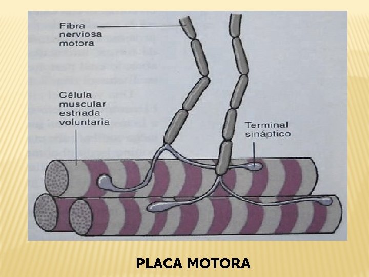 PLACA MOTORA 