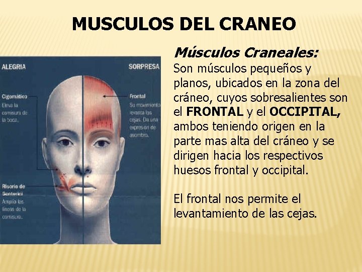 MUSCULOS DEL CRANEO Músculos Craneales: Son músculos pequeños y planos, ubicados en la zona