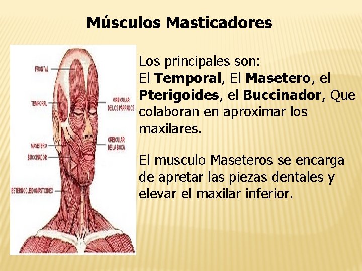 Músculos Masticadores Los principales son: El Temporal, El Masetero, el Pterigoides, el Buccinador, Que