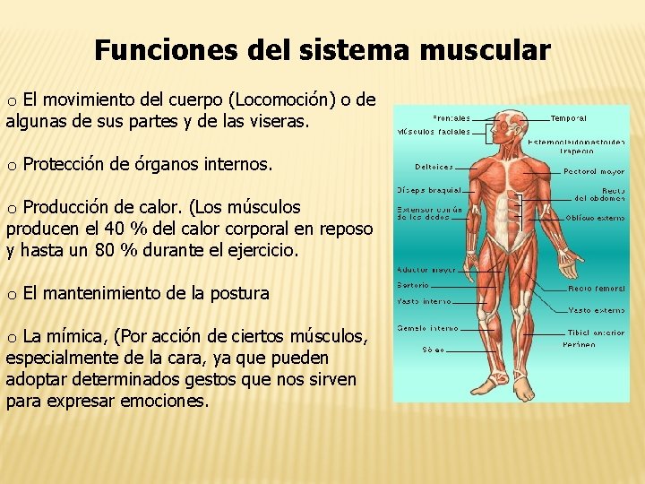 Funciones del sistema muscular o El movimiento del cuerpo (Locomoción) o de algunas de