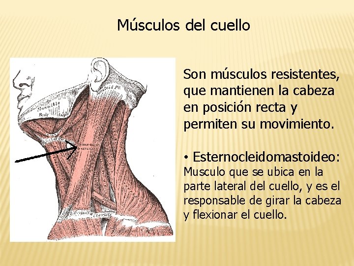 Músculos del cuello Son músculos resistentes, que mantienen la cabeza en posición recta y