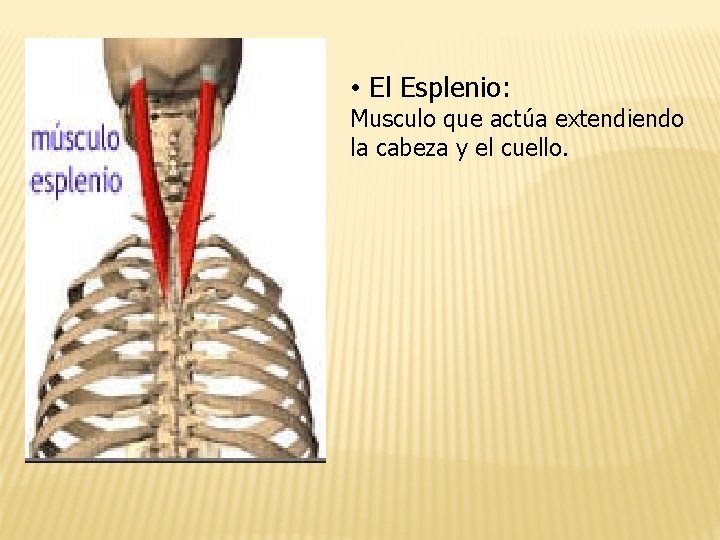  • El Esplenio: Musculo que actúa extendiendo la cabeza y el cuello. 