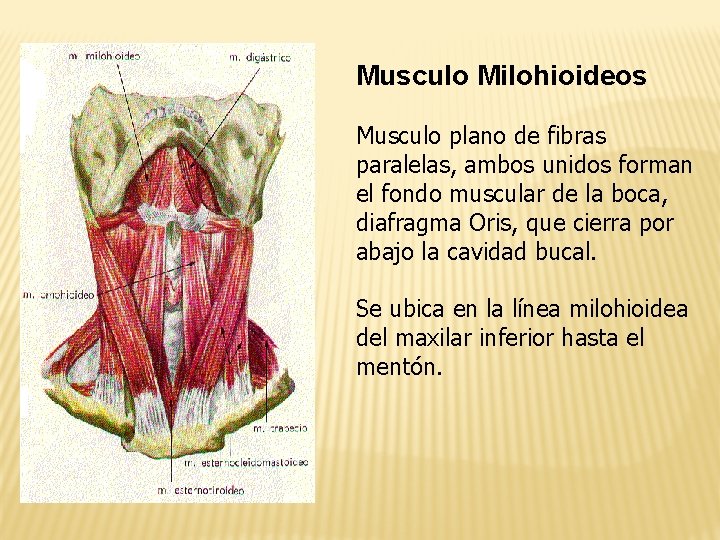 Musculo Milohioideos Musculo plano de fibras paralelas, ambos unidos forman el fondo muscular de