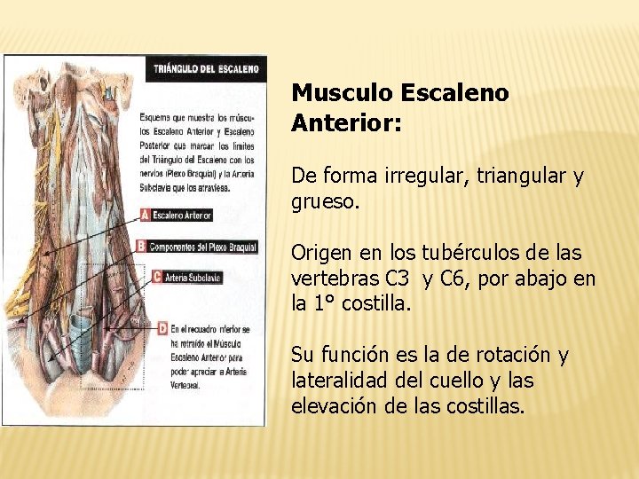 Musculo Escaleno Anterior: De forma irregular, triangular y grueso. Origen en los tubérculos de