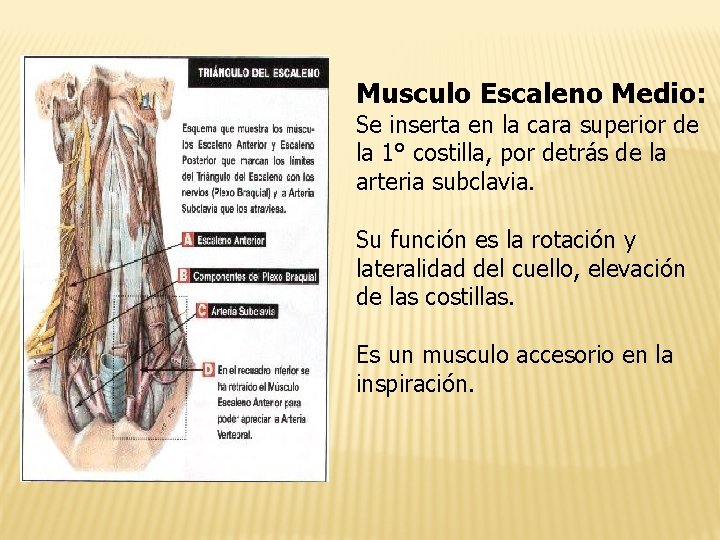 Musculo Escaleno Medio: Se inserta en la cara superior de la 1° costilla, por
