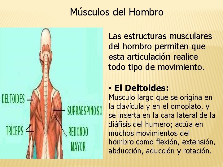 Músculos del Hombro Las estructuras musculares del hombro permiten que esta articulación realice todo
