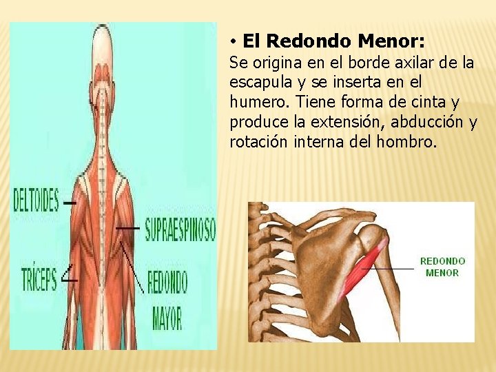  • El Redondo Menor: Se origina en el borde axilar de la escapula