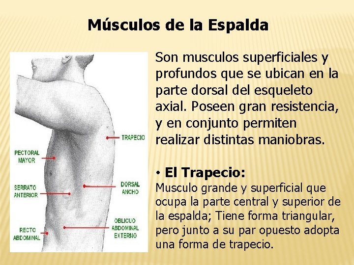 Músculos de la Espalda Son musculos superficiales y profundos que se ubican en la