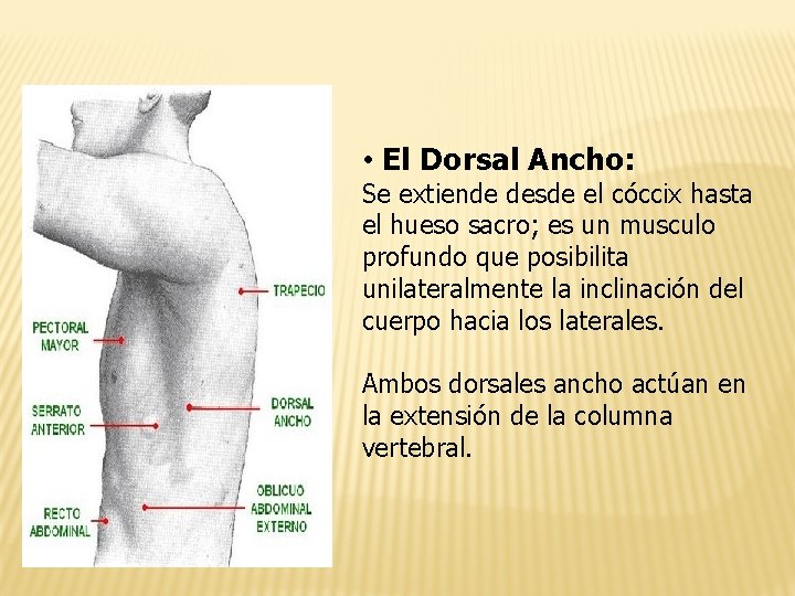  • El Dorsal Ancho: Se extiende desde el cóccix hasta el hueso sacro;