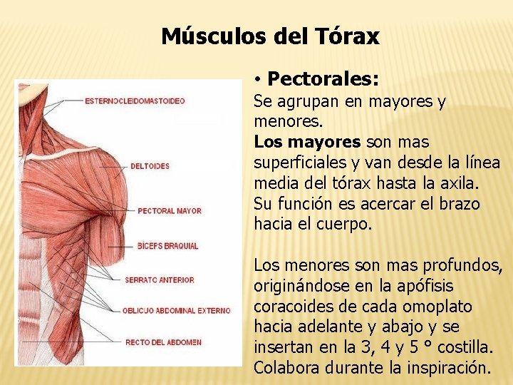 Músculos del Tórax • Pectorales: Se agrupan en mayores y menores. Los mayores son