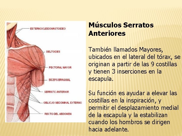 Músculos Serratos Anteriores También llamados Mayores, ubicados en el lateral del tórax, se originan