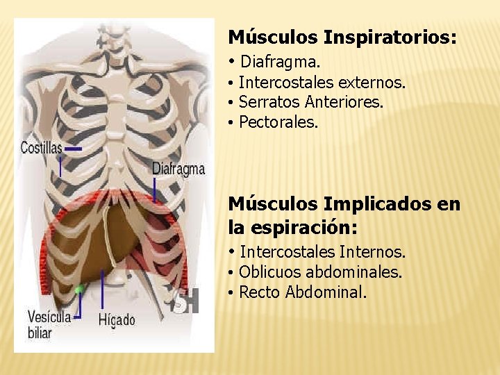 Músculos Inspiratorios: • Diafragma. • Intercostales externos. • Serratos Anteriores. • Pectorales. Músculos Implicados