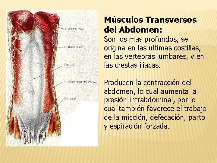 Músculos Transversos del Abdomen: Son los mas profundos, se origina en las ultimas costillas,