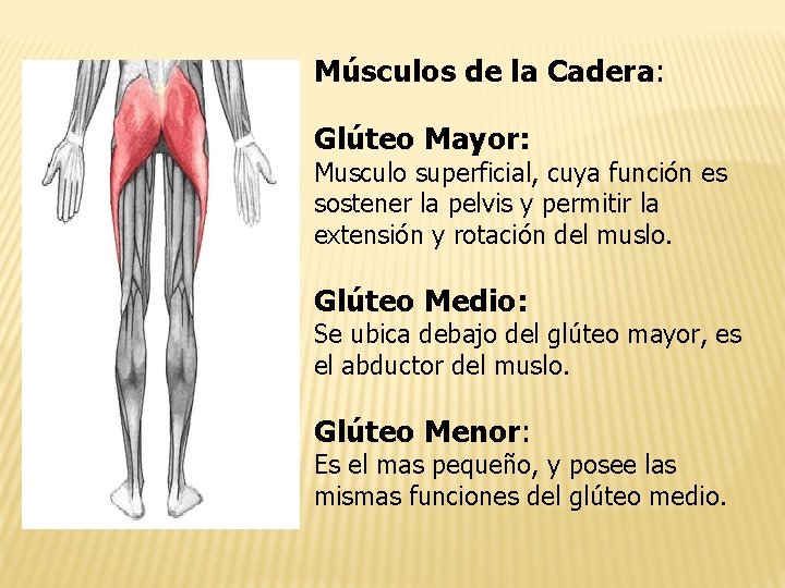 Músculos de la Cadera: Glúteo Mayor: Musculo superficial, cuya función es sostener la pelvis