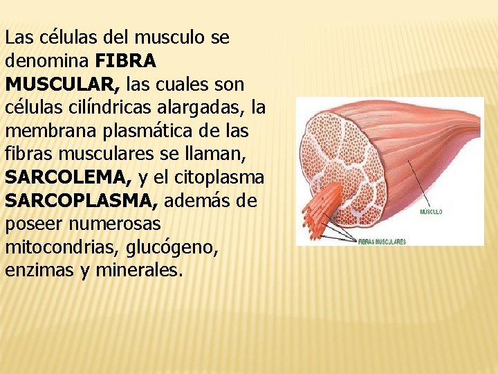 Las células del musculo se denomina FIBRA MUSCULAR, las cuales son células cilíndricas alargadas,