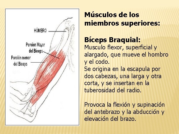 Músculos de los miembros superiores: Bíceps Braquial: Musculo flexor, superficial y alargado, que mueve
