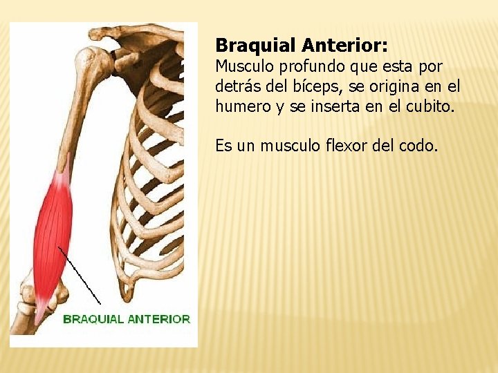 Braquial Anterior: Musculo profundo que esta por detrás del bíceps, se origina en el